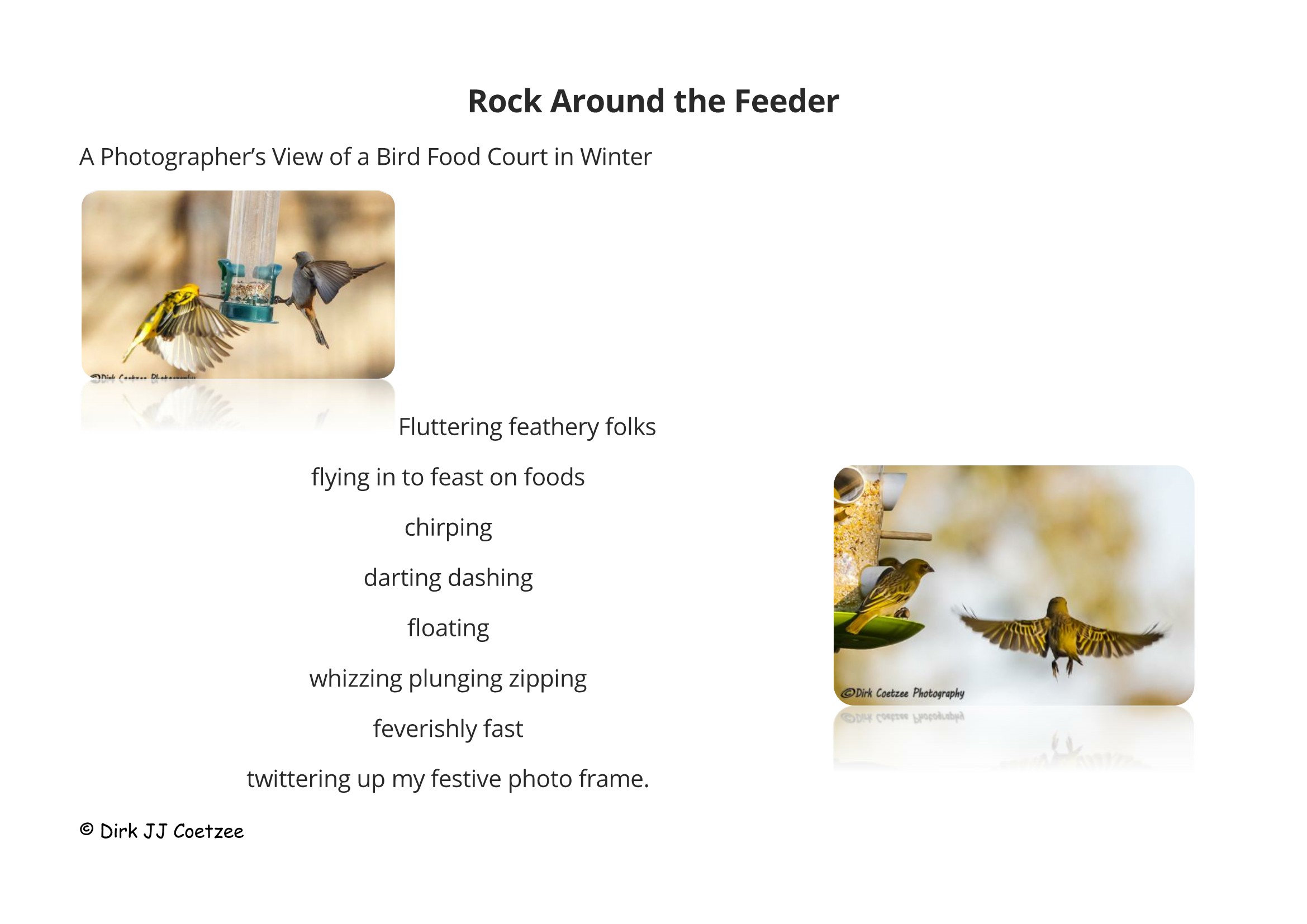 Rock Around the Feeder — illustrated poem page